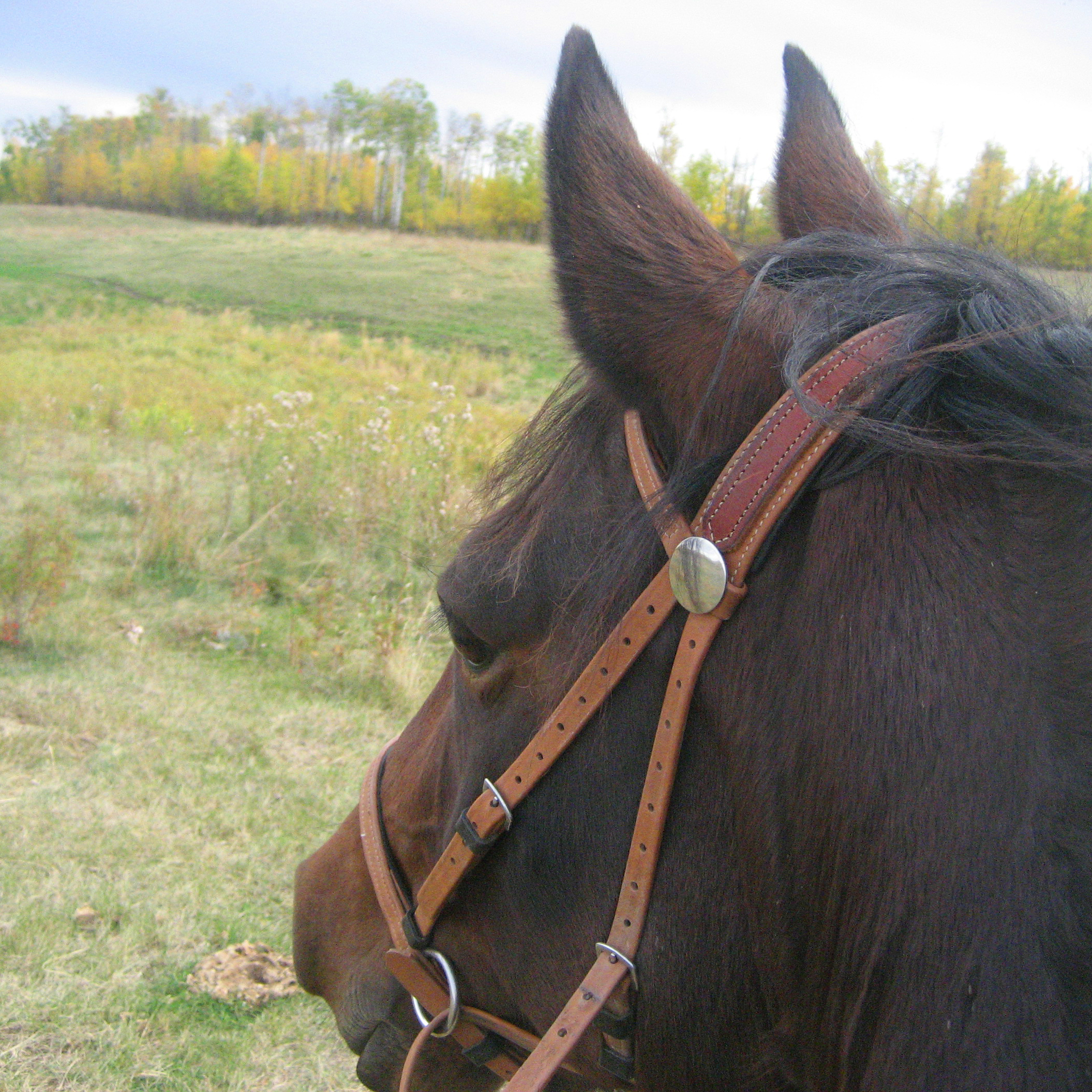 Horseback Rider